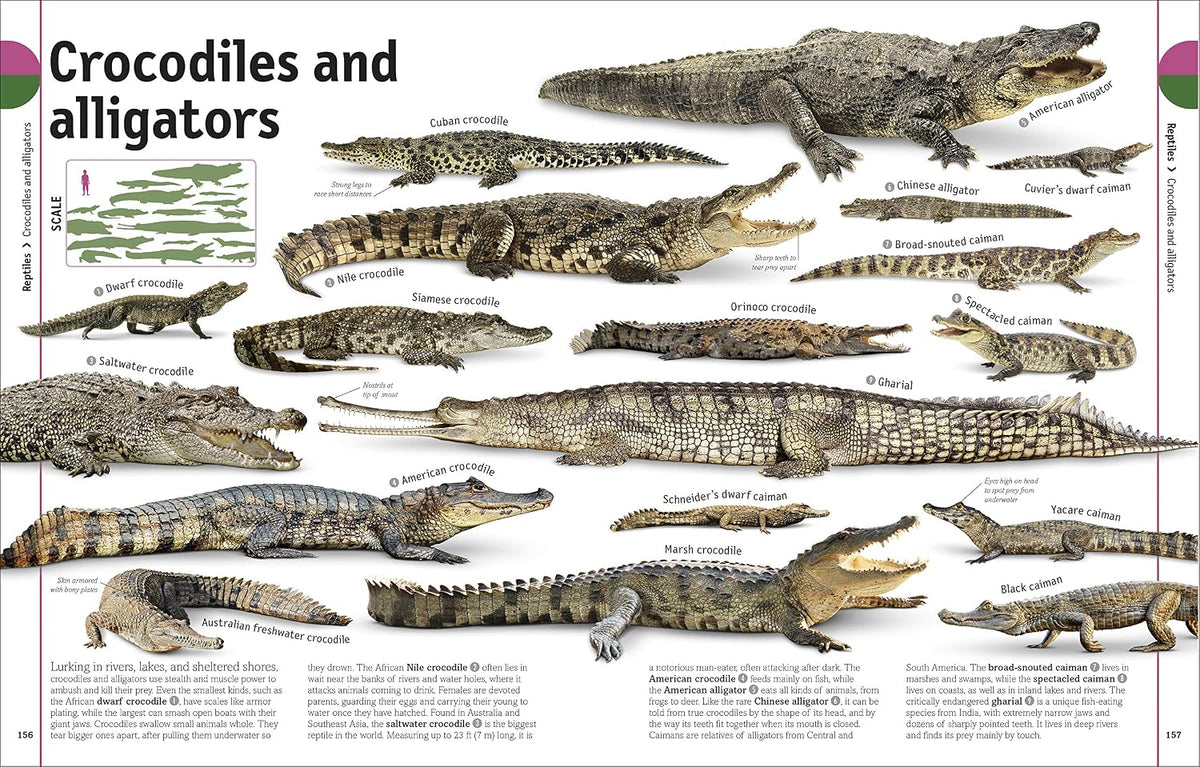 The Animal Book: A Visual Animal Kingdom Encyclopedia for Kids (DK Our World in Pictures)