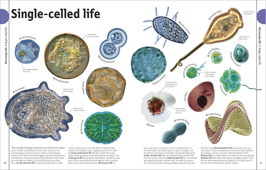 The Animal Book: A Visual Animal Kingdom Encyclopedia for Kids (DK Our World in Pictures)