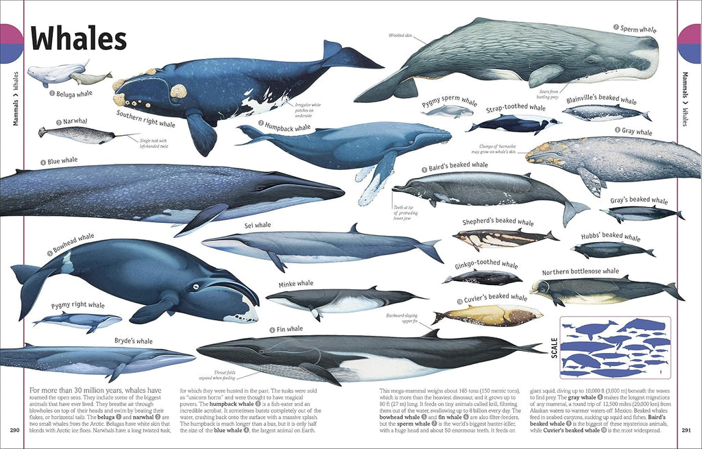 The Animal Book: A Visual Animal Kingdom Encyclopedia for Kids (DK Our World in Pictures)