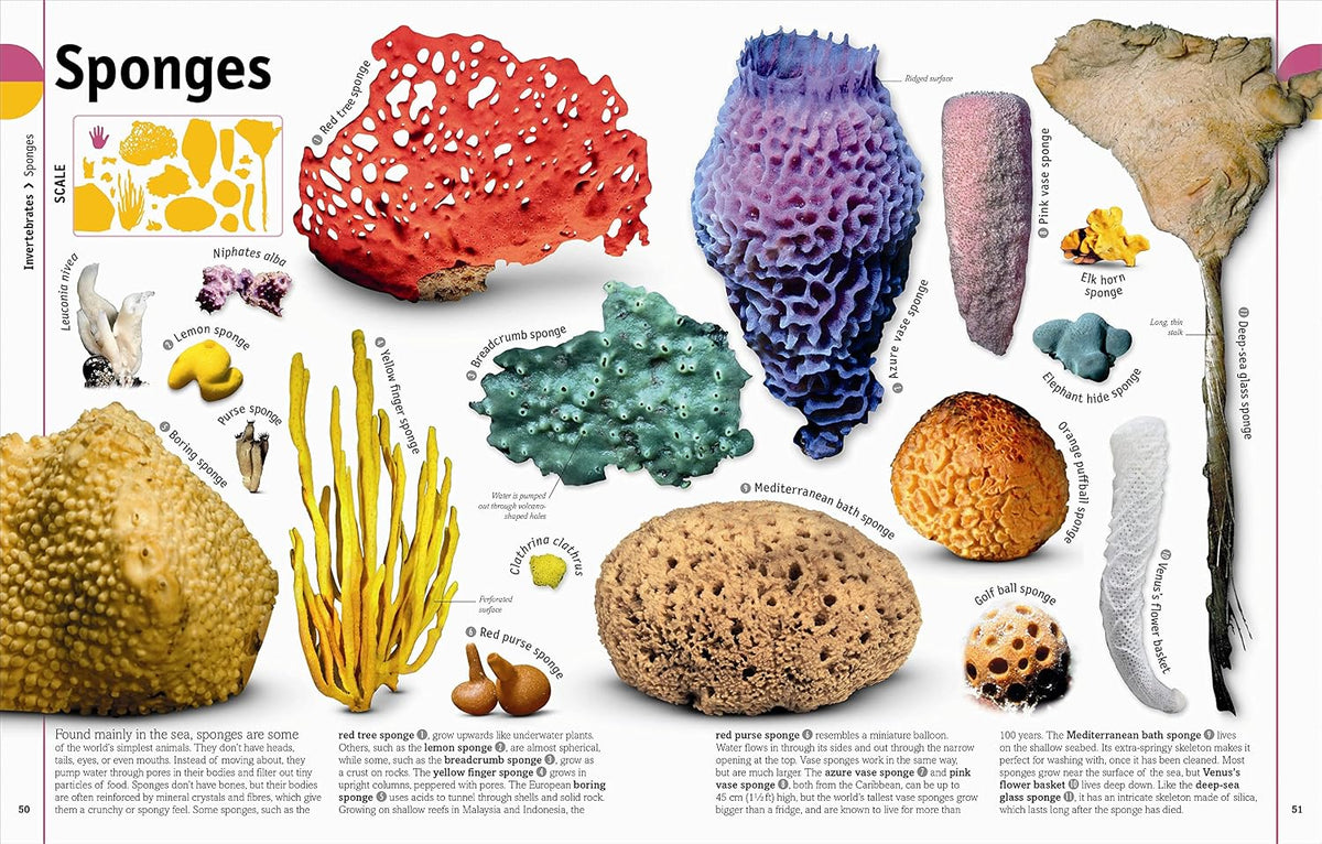 The Animal Book: A Visual Animal Kingdom Encyclopedia for Kids (DK Our World in Pictures)
