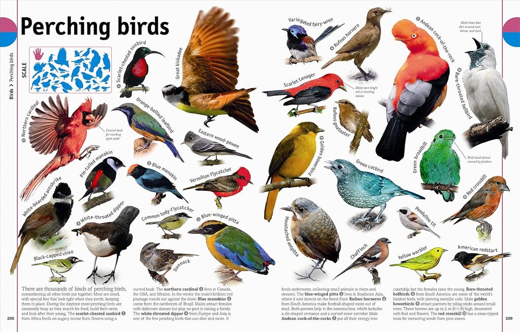 The Animal Book: A Visual Animal Kingdom Encyclopedia for Kids (DK Our World in Pictures)