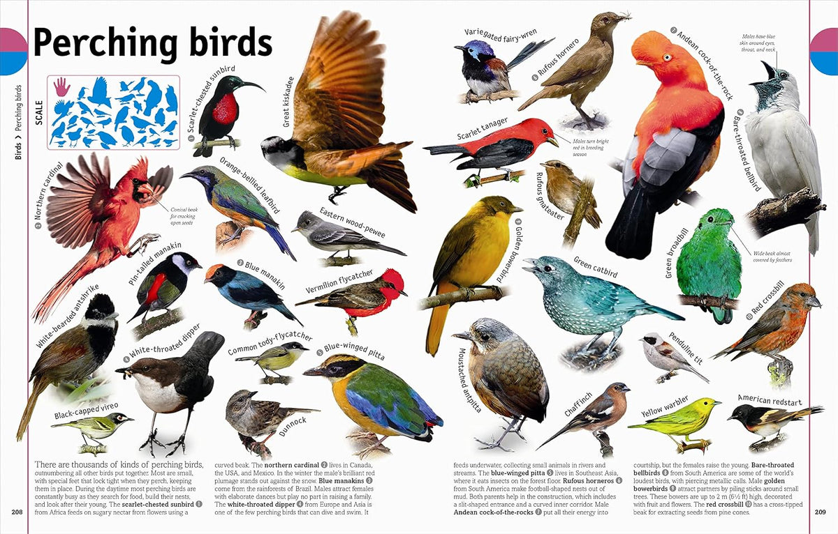 The Animal Book: A Visual Animal Kingdom Encyclopedia for Kids (DK Our World in Pictures)