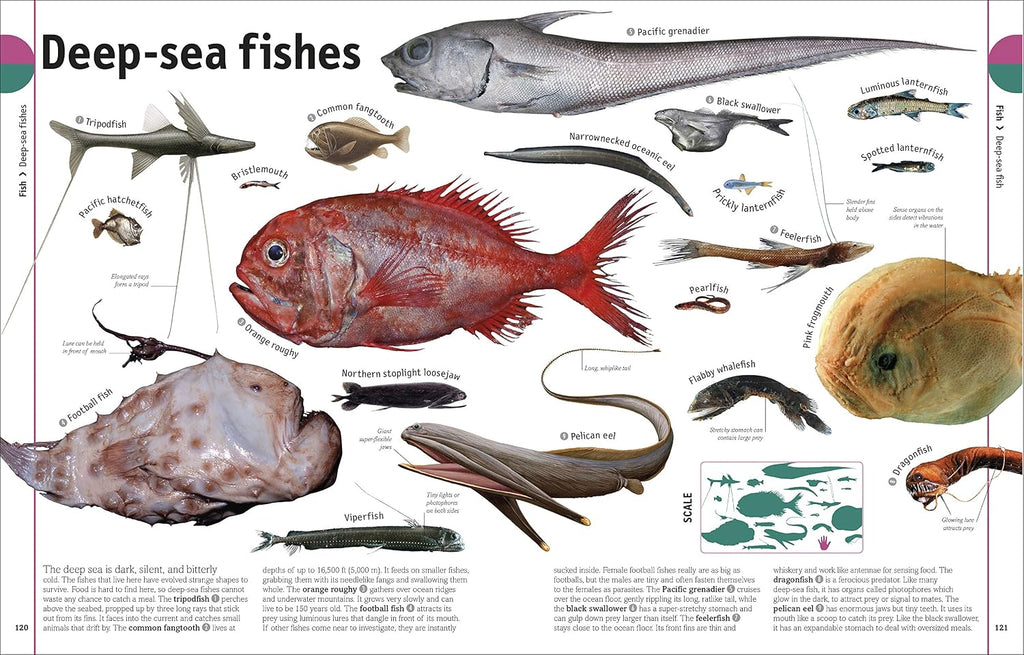The Animal Book: A Visual Animal Kingdom Encyclopedia for Kids (DK Our World in Pictures)