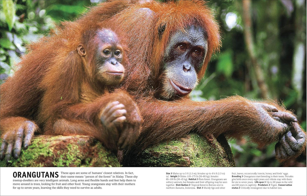 The Animal Book: A Visual Animal Kingdom Encyclopedia for Kids (DK Our World in Pictures)